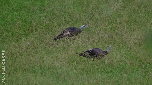 Two wild hen turkeys in a field, slow motion