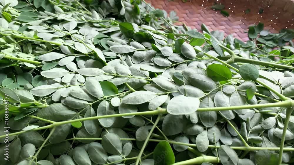 moringa oleifera leaf vegetable herbs.