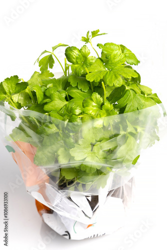 Fresh green parsley in plastic package grown in greenhouse isolated on white background. Studio shot