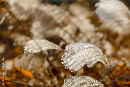 Golden reeds swaying in sunlight, with soft, fluffy plumes creating a warm, autumnal natural scene.