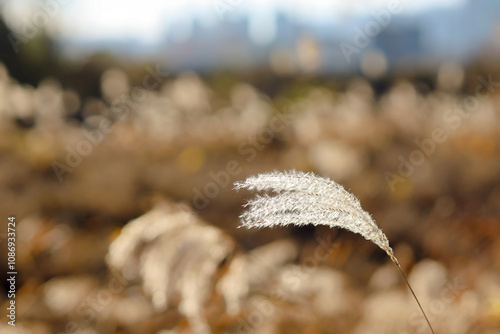 Golden reeds swaying in sunlight, with soft, fluffy plumes creating a warm, autumnal natural scene.