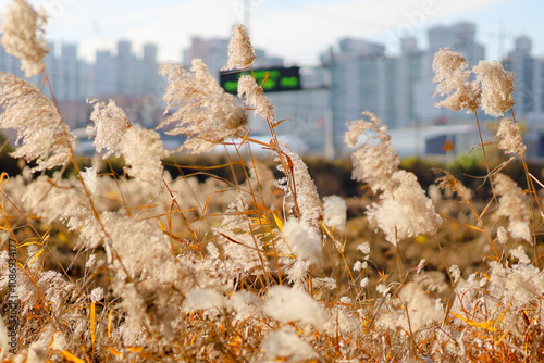Golden reeds swaying in sunlight, with soft, fluffy plumes creating a warm, autumnal natural scene.