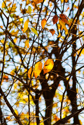 Picture of yellow-orange leaves in autumn