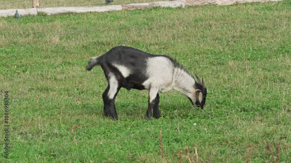 A young goat grazes in a meadow and eats grass. Hoofed animal goat. Bearded goats are feeding and grazing