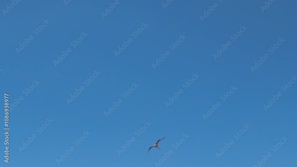 Close-up of a stork flying gracefully in the clear blue sky, symbolizing freedom and nature Close-up of a stork flying gracefully in the clear blue sky, symbolizing freedom and nature