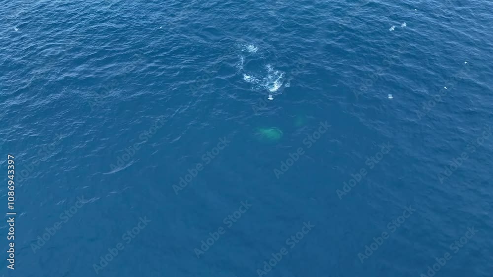 Humpback whales swimming in the Disko Bay and eating fish with birds flying around. Humpback whales swimming in the Disko Bay and eating fish with birds flying around.