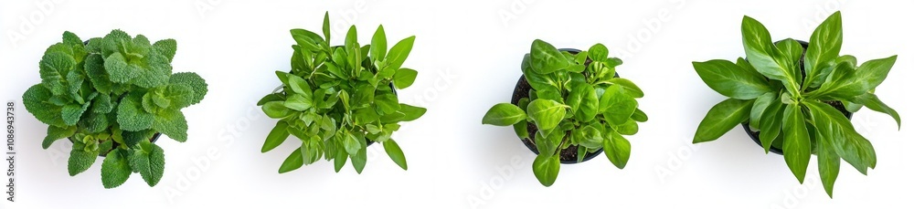 Vibrant Green Plants in Pots Vibrant Green Plants in Pots