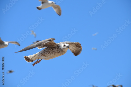 A close-up of a seagull in mid-flight against a clear blue sky in Essaouira. The image captures the grace and freedom of the bird soaring over the coastal town
