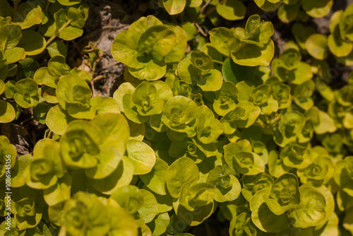 Lysimachia nummularia from Primulaceae. green plant with round leaves, close up shot photo