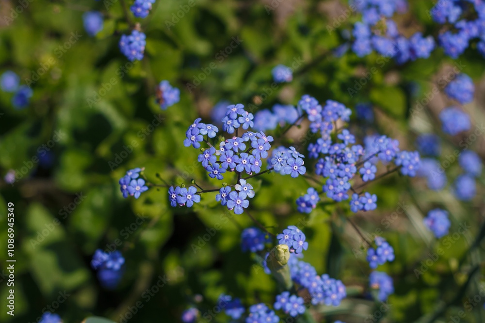 Forget me not, beautiful small blue flowers and green leaves in garden bed. Forget-me-not background Forget me not, beautiful small blue flowers and green leaves in garden bed. Forget-me-not background