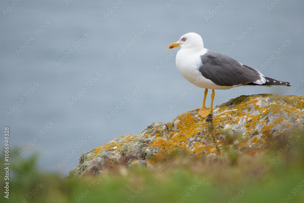 Yellow legged gull on a rock Yellow legged gull on a rock