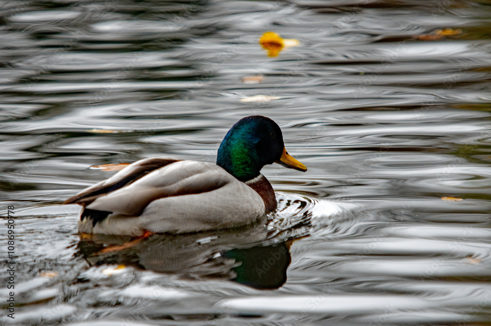 Obraz premium Prächtiger Erpel im Wasser