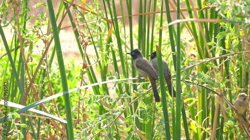 Barred Warbler & male Eurasian blackcap Drink water during the spring migration in the Negev desert Israel