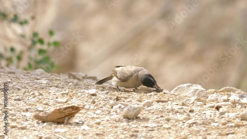Barred Warbler & male Eurasian blackcap Drink water during the spring migration in the Negev desert Israel