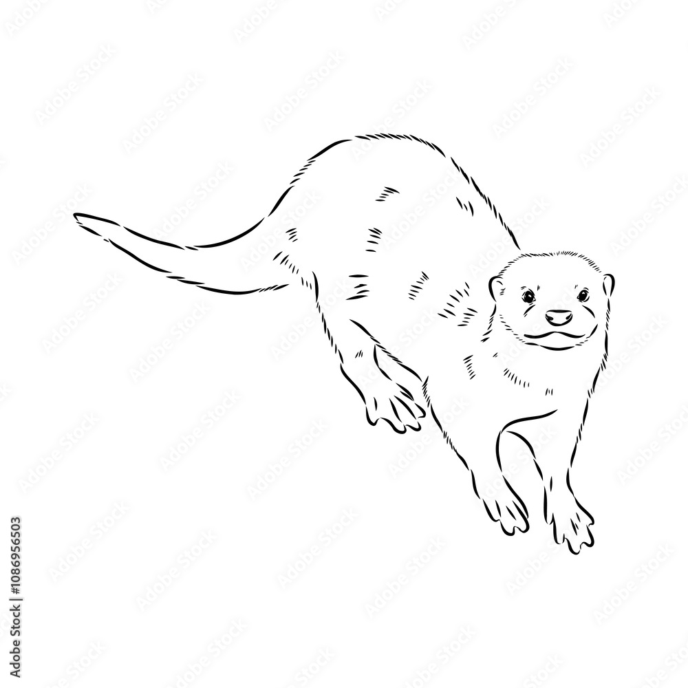Obraz premium Vector of Asian Otter, Aonyx cinerea or Oriental Small-clawed Otter on whiet background.