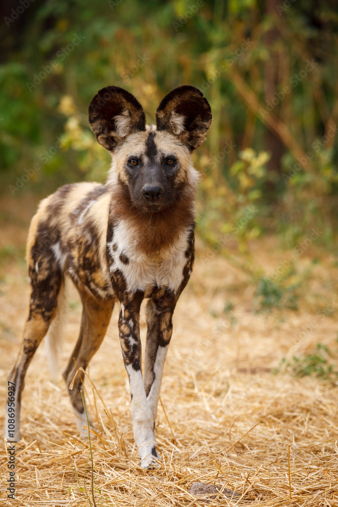 Fototapeta premium African wild dog (Lycaon pictus), aka, painted wolf, African hunting dog, Cape Hunting Dog or African painted dog.. Botswana