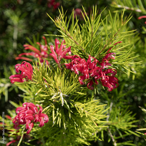 Grevillea rosmarinifolia	 photo