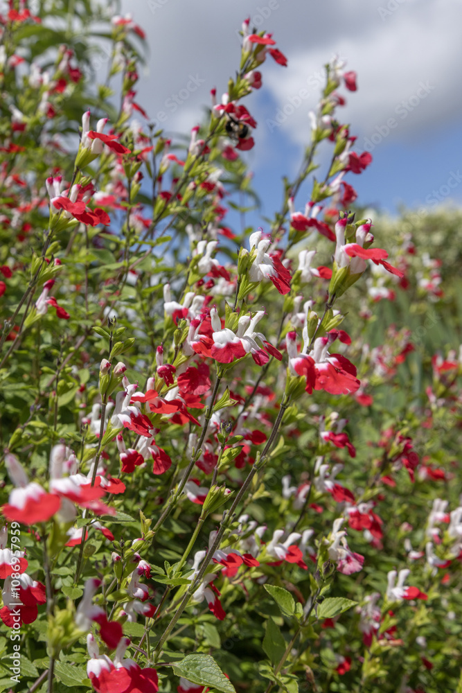 Salvia microphylla Hot lips rouge et blanche Salvia microphylla Hot lips rouge et blanche