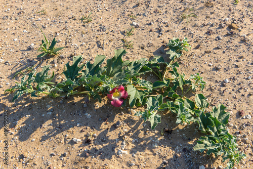 Devil’s Claw, grapple plant or wood spider, (Harpagophytum procumbens) medicinal plant and flower, a herbal remedy for the treatment of rheumatic conditions. Kalahari Desert. Botswana. photo