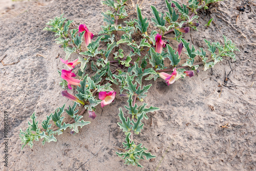 Devil’s Claw, grapple plant or wood spider, (Harpagophytum procumbens) medicinal plant and flower, a herbal remedy for the treatment of rheumatic conditions. Kalahari Desert. Botswana.