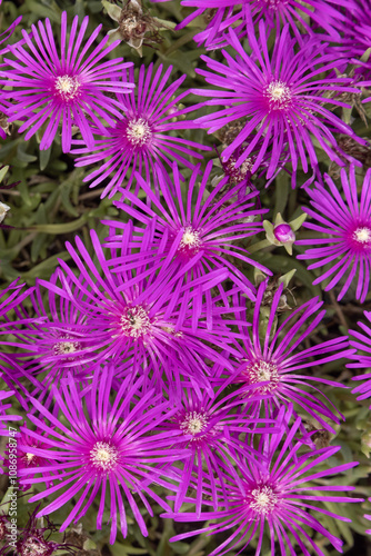 Lampranthus roseus 