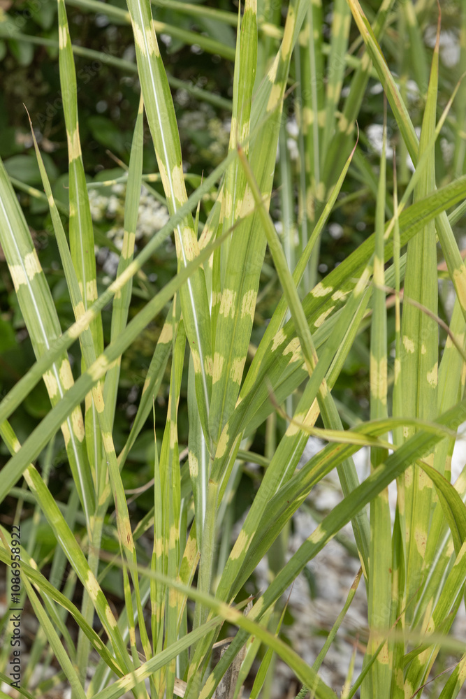 Miscanthus sinensis zebrinus Miscanthus sinensis zebrinus