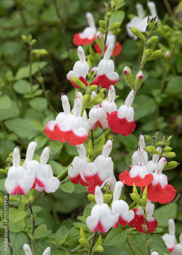 Salvia microphylla Hot lips rouge et blanche photo