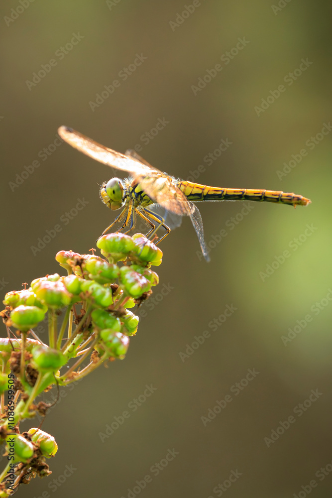 Vagrant darter Sympetrum vulgatum resting