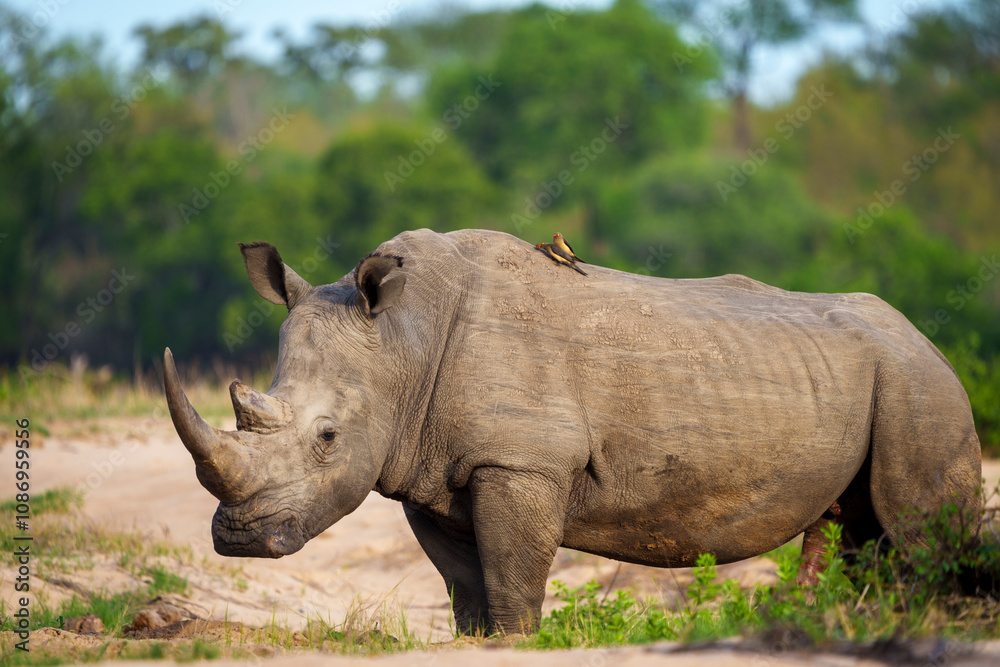 . White rhinoceros, square-lipped rhinoceros or rhino (Ceratotherium simum) and red-billed oxpecker (Buphagus erythrorynchus). Mpumalanga. South Africa. . White rhinoceros, square-lipped rhinoceros or rhino (Ceratotherium simum) and red-billed oxpecker (Buphagus erythrorynchus). Mpumalanga. South Africa.