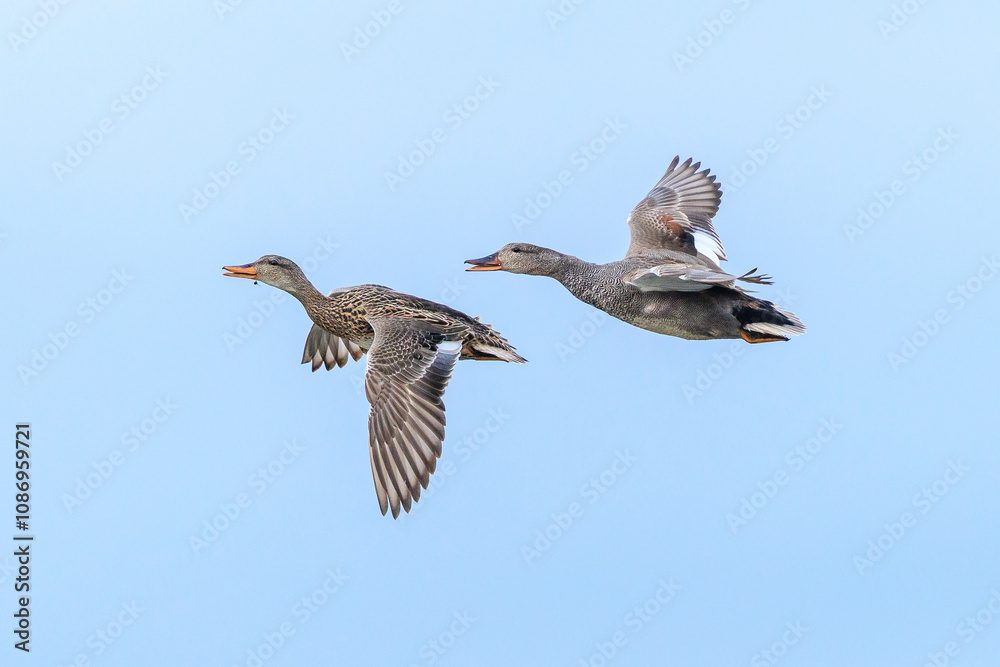 Obraz premium Gadwall, Mareca strepera, duck in flight