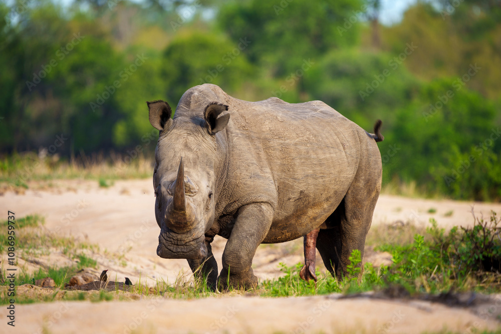 White rhinoceros, square-lipped rhinoceros or rhino (Ceratotherium simum) Mpumalanga. South Africa. White rhinoceros, square-lipped rhinoceros or rhino (Ceratotherium simum) Mpumalanga. South Africa.
