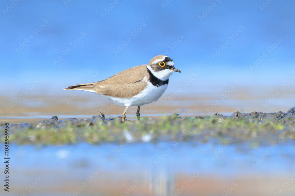 Closeup of a Little ringed plover, Charadrius dubius, foraging Closeup of a Little ringed plover, Charadrius dubius, foraging
