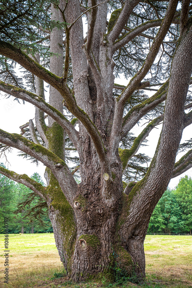 Big old Scots pine tree Pinus sylvestris Big old Scots pine tree Pinus sylvestris