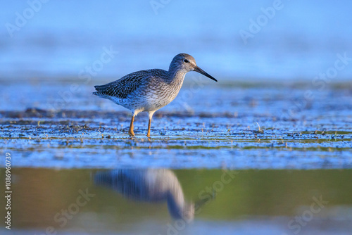 common redshank tringa totanus wading bird photo