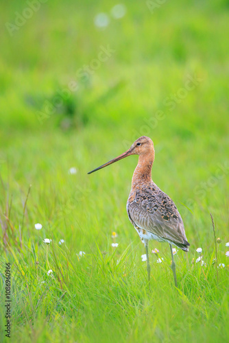 Black-tailed godwit Limosa Limosa male bird foraging in a green meadow