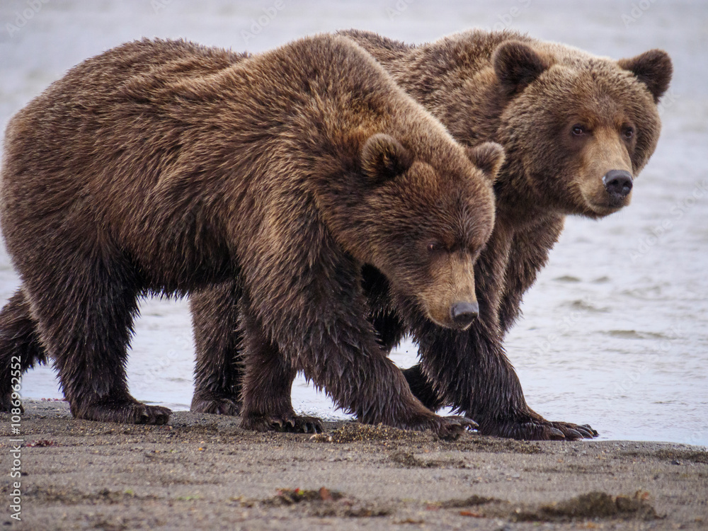 Obraz premium Coastal brown bear, also known as Grizzly Bear (Ursus Arctos). South Central Alaska. United States of America (USA).