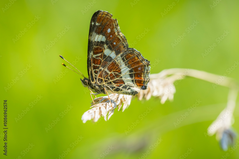 The map butterfly, araschnia levana, close-up portrait The map butterfly, araschnia levana, close-up portrait