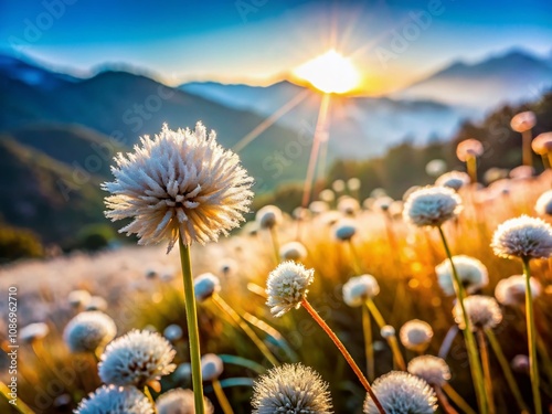 Close-Up of Kradumngoen Flower (Eriocaulon henryanum) in Phukradueng National Park, Loei, Thailand During Winter Showcasing Detailed Petals and Vibrant Colors Under Bright Sunlight photo