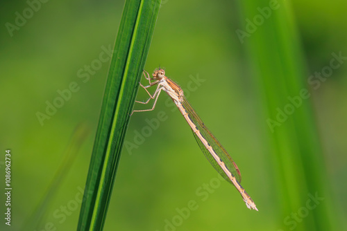 Common winter damselfly, Sympecma fusca, photo