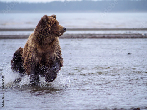 Coastal brown bear, also known as Grizzly Bear (Ursus Arctos) chasing silver salmon or coho salmon (Oncorhynchus kisutch). Cook Inlet. South Central Alaska. United States of America (USA). photo