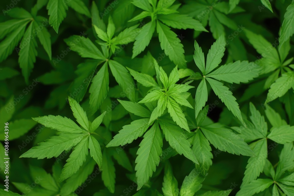 Vibrant Green Ganja Leaves in Natural Setting: A Lush Cannabis Plant Background Vibrant Green Ganja Leaves in Natural Setting: A Lush Cannabis Plant Background