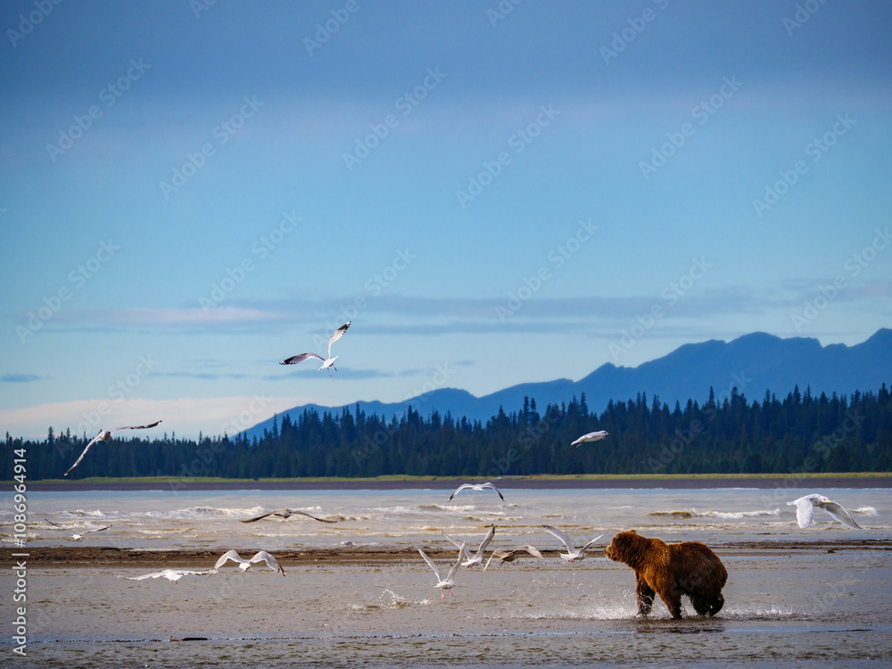 Obraz premium Coastal brown bear, also known as Grizzly Bear (Ursus Arctos). Cook Inlet. South Central Alaska. United States of America (USA).