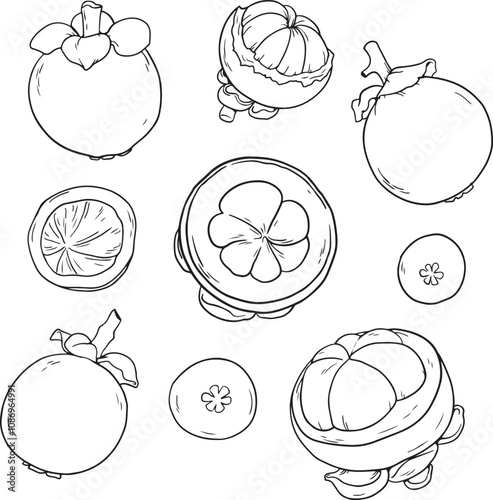 Set of mangosteen fruits and leaves, hand-drawn doodle elements in sketch style. Exotic fruit. Thailand. Vector illustration. Vector set