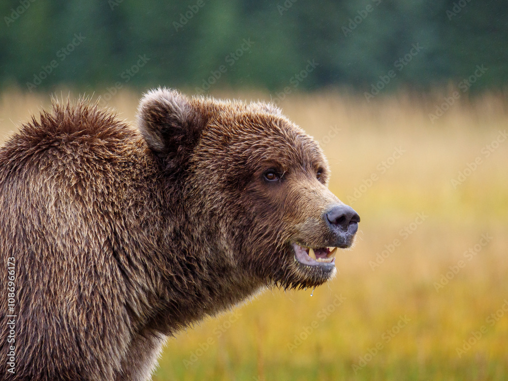 Coastal brown bear, also known as Grizzly Bear (Ursus Arctos). South Central Alaska. United States of America (USA). Coastal brown bear, also known as Grizzly Bear (Ursus Arctos). South Central Alaska. United States of America (USA).