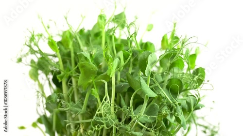 Green pea sprouts with water drops, close up. Healthy food concept. Juicy greens of pea sprouts rotating on white background, slow motion.