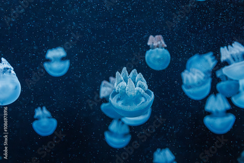 underwater photography jellyfish Blue Blubber Jelly, Catostylus mosaicus photo