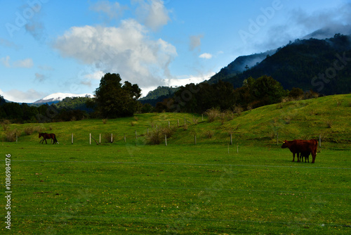 cattle live stock on meadow willow in patagonia Chile Southamerika