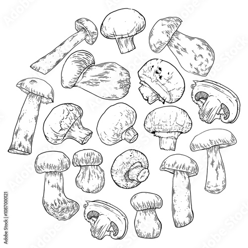 Champignon hand drawn set. Mushrooms ink drawing collection. Make for menu, recipes and package design or branding. Vector sketch food illustration.