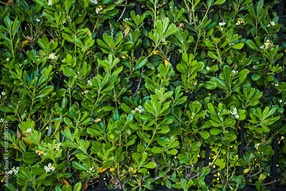 Dense green leaves interspersed with delicate white flowers create a lively atmosphere in a flourishing garden during daylight hours Dense green leaves interspersed with delicate white flowers create a lively atmosphere in a flourishing garden during daylight hours