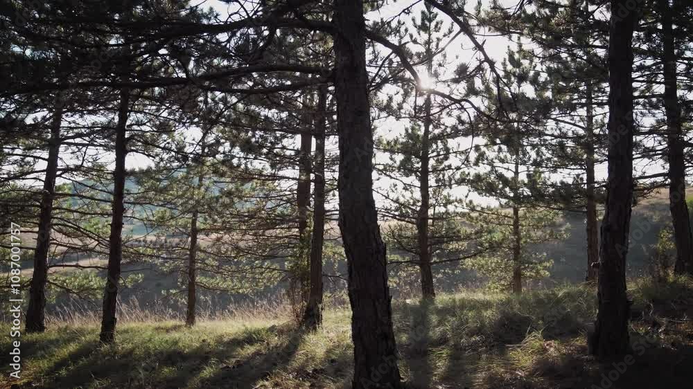 A handheld shot of walking through a coniferous forest on a sunny day A handheld shot of walking through a coniferous forest on a sunny day